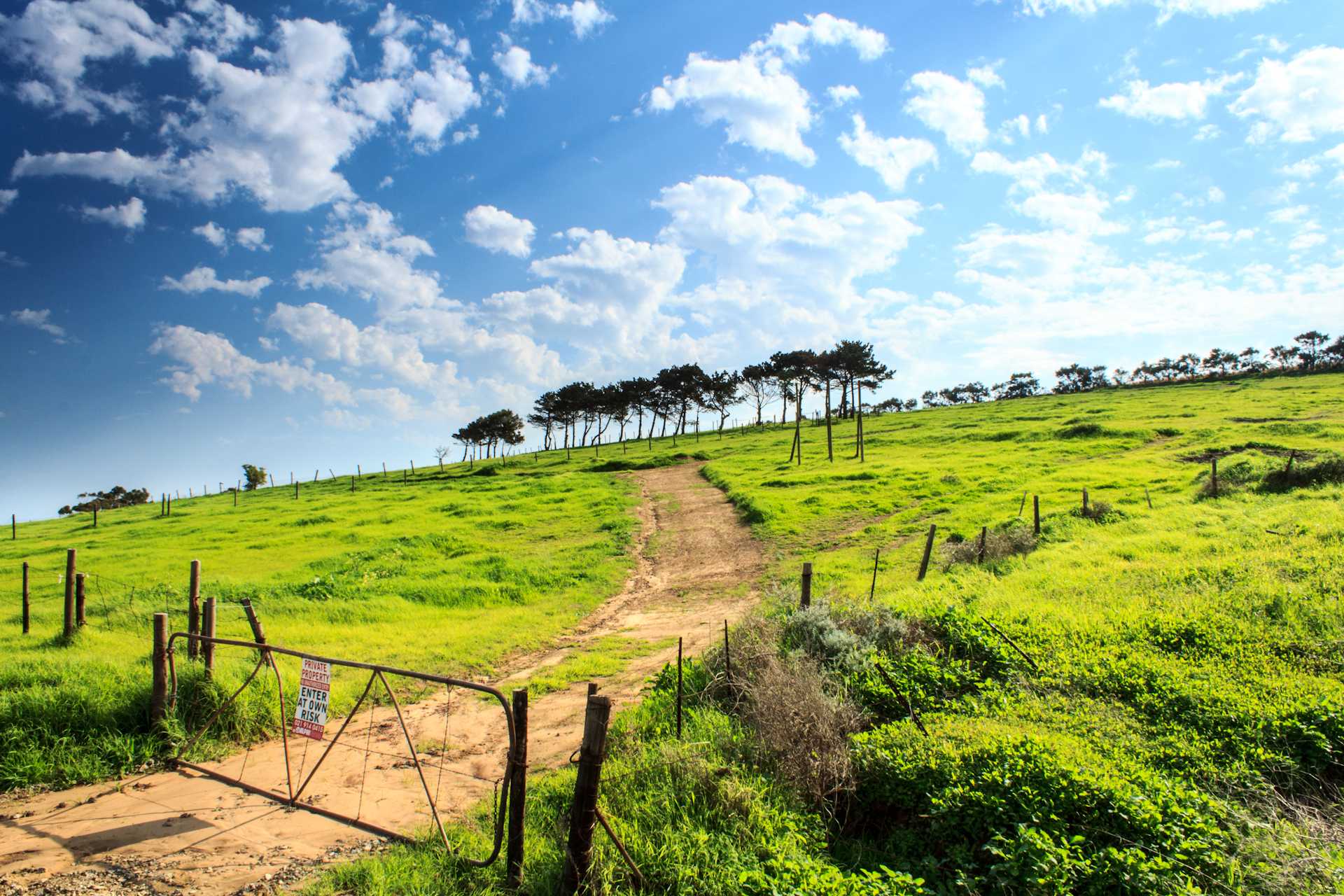 new zealand farmland with green grass and trees
